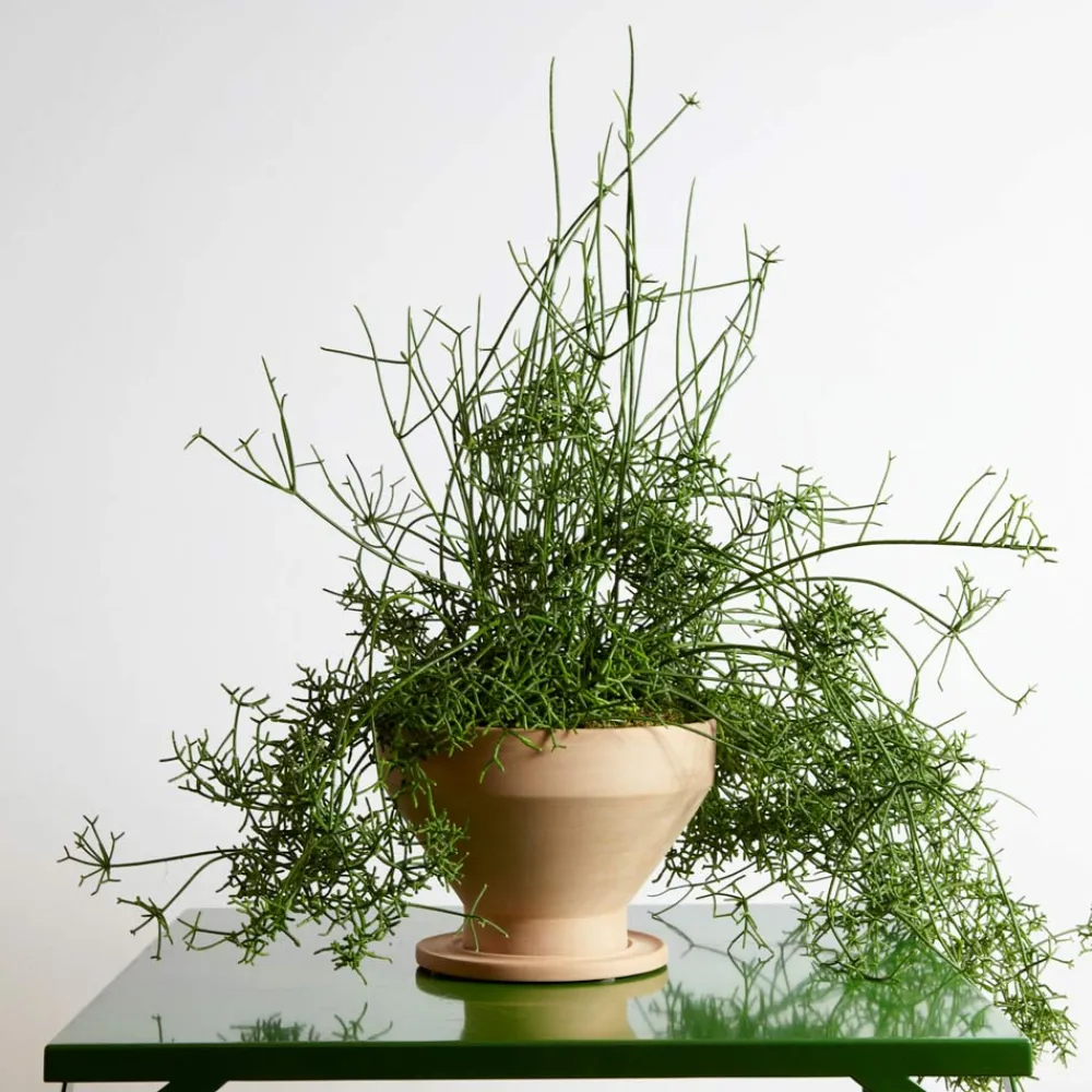 Viadurini in the Garden Deko Vasen-Design Blumenvase aus Terrakotta mit Untertasse Made in Italy - Ettie