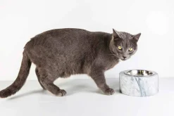 Viadurini Pet Collection Deko Artikel Und Wohnaccessoires-Hunde- und Katzenschale aus weißem Carrara-Marmor Made in Italy - Ciotta